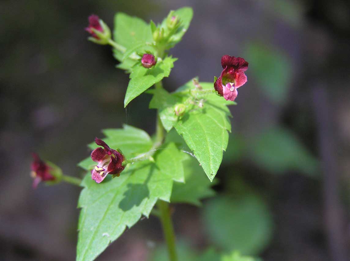 Scrophularia peregrina